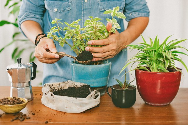 Anonymous man in a button-up denim shirt repotting a plant using a spoon and a bag of soil. Next to him is a stovetop espresso maker and a small bowl of whole coffee beans.