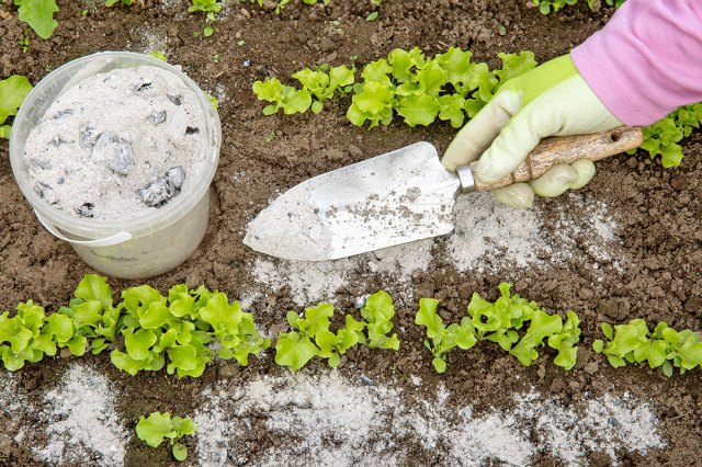 Anonymous woman wearing a pink shirt and garden gloves in a garden bed with baby lettuce. She is holding a garden spade with ash in it. Next to her is a plastic bucket filled with wood ash.