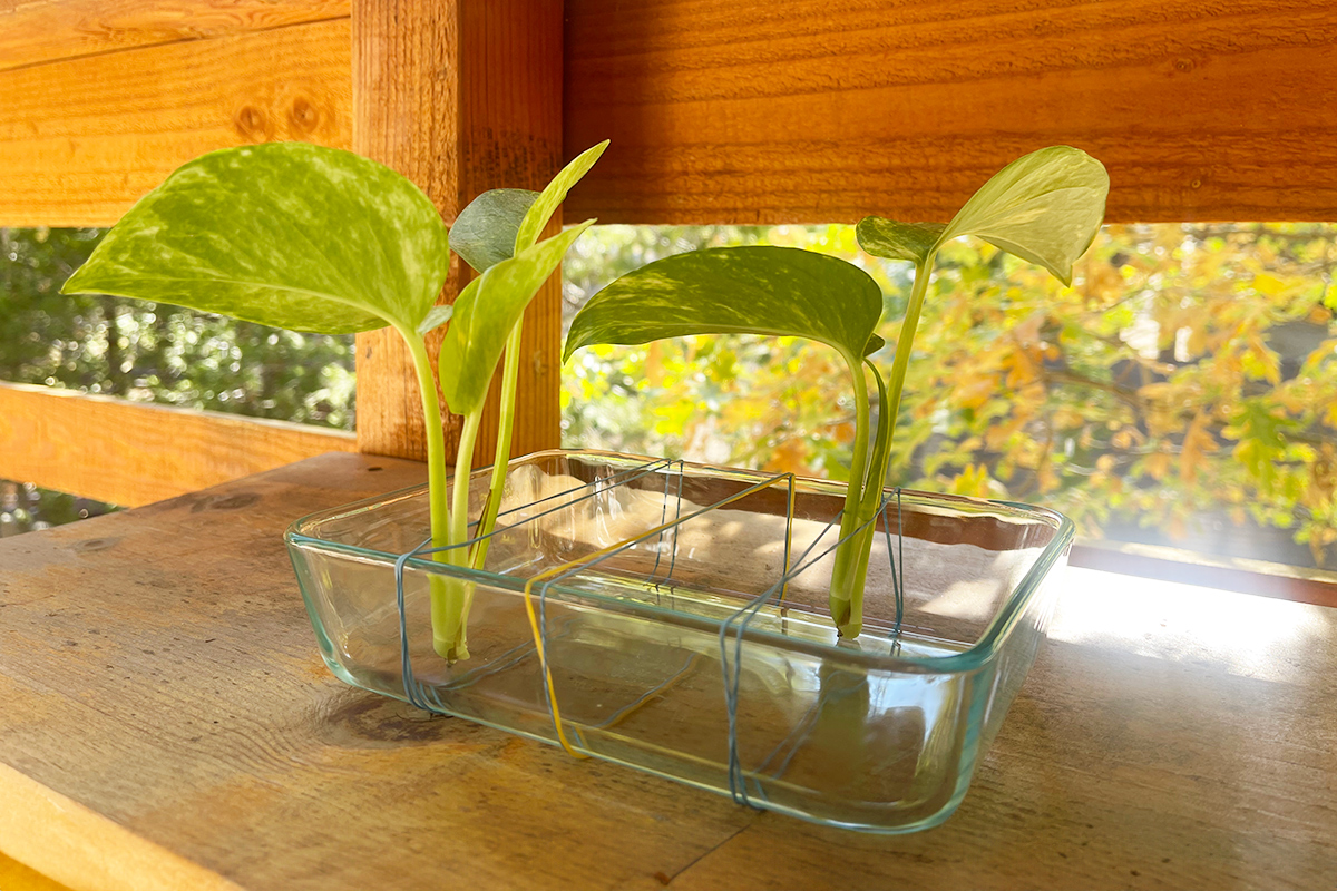 Save Space With This Hack for Plant Propagation