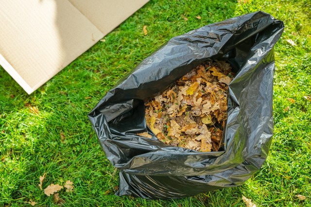 A black garbage fall full of fallen leaves on a green, grassy lawn. The garage bag is pictured from above.