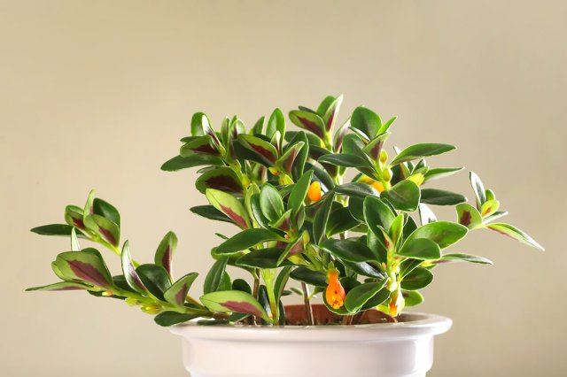 A close up of a goldfish plant against a beige background. The plant has orange blossoms that resemble goldfish and green and red leaves. The plant is in a white ceramic pot.