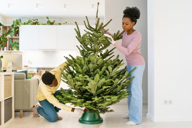 Two adults setting up a real Christmas tree in a living room. The woman is holding the tree upright, while the man is adjusting the stand.