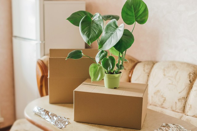 A Monstera plant in a small green pot placed on top of a cardboard box. In the background is another open cardboard box and two sheets of tinfoil.