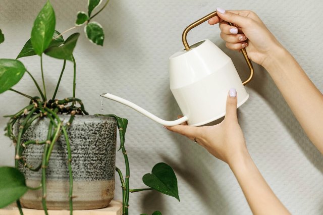 Anonymous person using a watering can to water a pothos plant on a shelf.