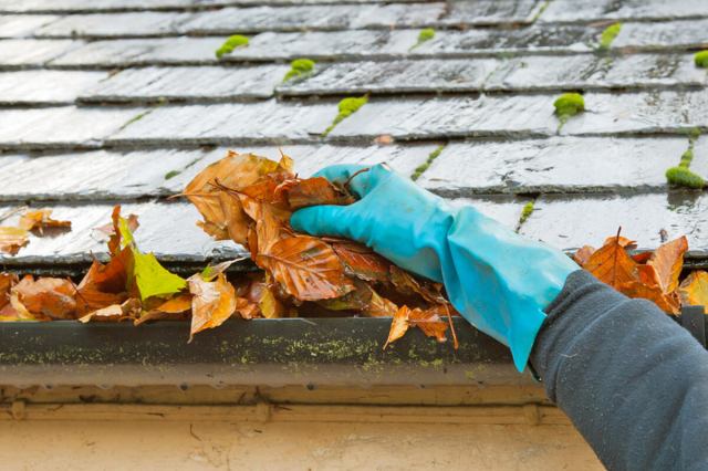 Anonymous person wearing blue cleaning gloves removing fall leaves from a home's gutters.