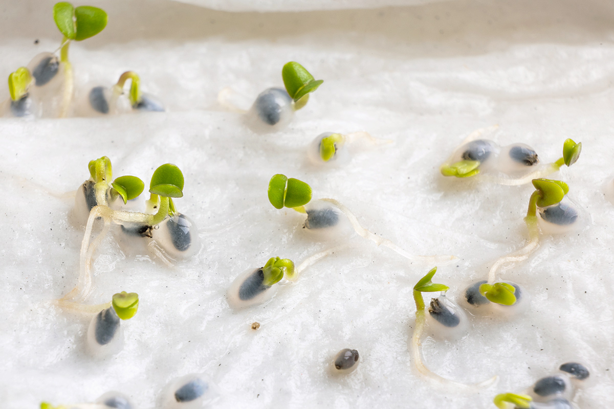 Are Your Old Seeds Still Viable? Here’s How To Tell