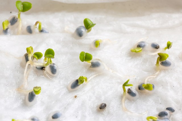 Close-up of geminated seeds on a damp paper towel.