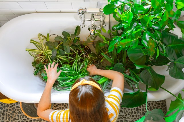 An overhead shot of a woman with long brown hair wearing a yellow headband placing several different houseplants in a clawfoot tub.