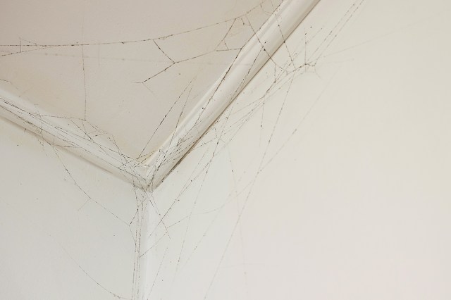An upper corner of a white room (where the walls meet the ceiling) showing lots of grayish black cobwebs.