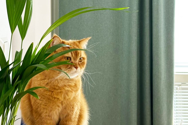 A ginger cat sitting on top of a cat tree behind a plant.
