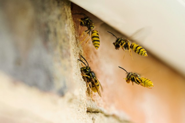 Close-up of wasps hovering around the brick exterior of a house.