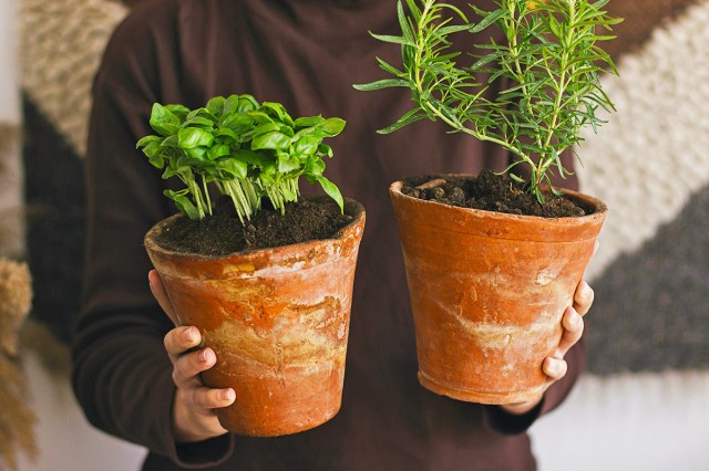 Anonymous person wearing a brown shirt holding two plants (one basil, one rosemary) in terracotta pots.