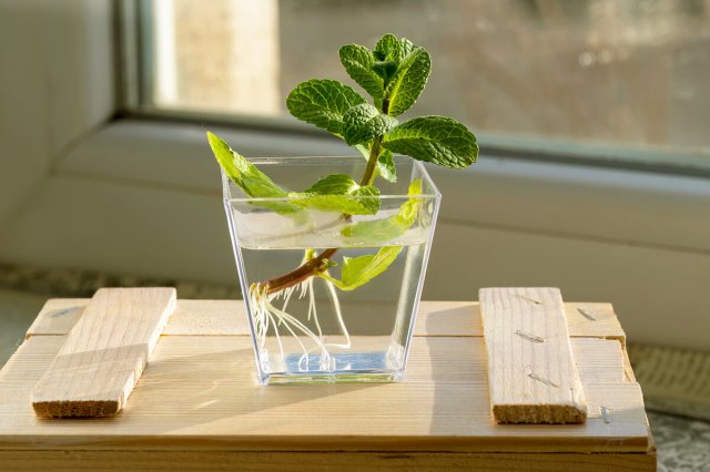 A mint cutting that's started to sprout roots in a clear glass of water on a wooden box next to a window.