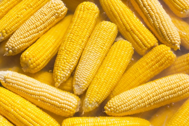 Close-up of several bright yellow ears of corn cooking in water.