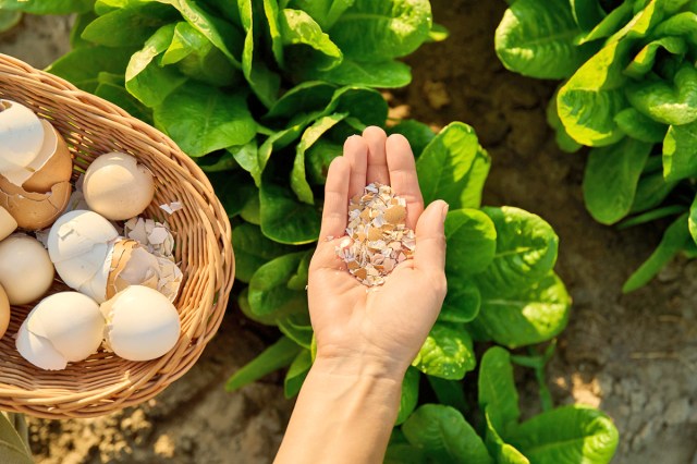 Anonymous person with their hand outstretched over a garden bed of lettuce. They have crushed eggshells in their palm, and next to them is a basket of halved eggshells.
