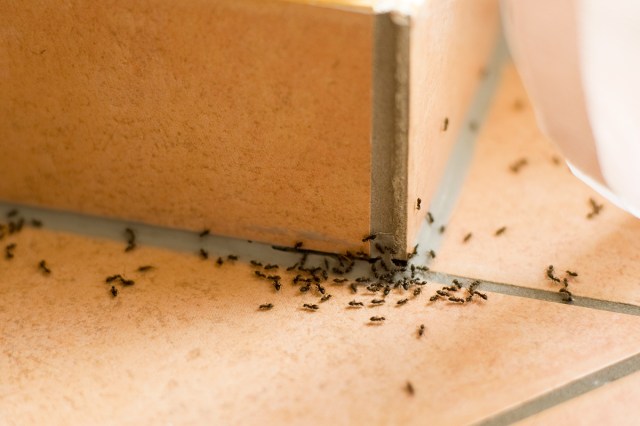 The corner of a terracotta tile floor where ants are entering through a crack in the grout. There are more than two dozen ants in frame.